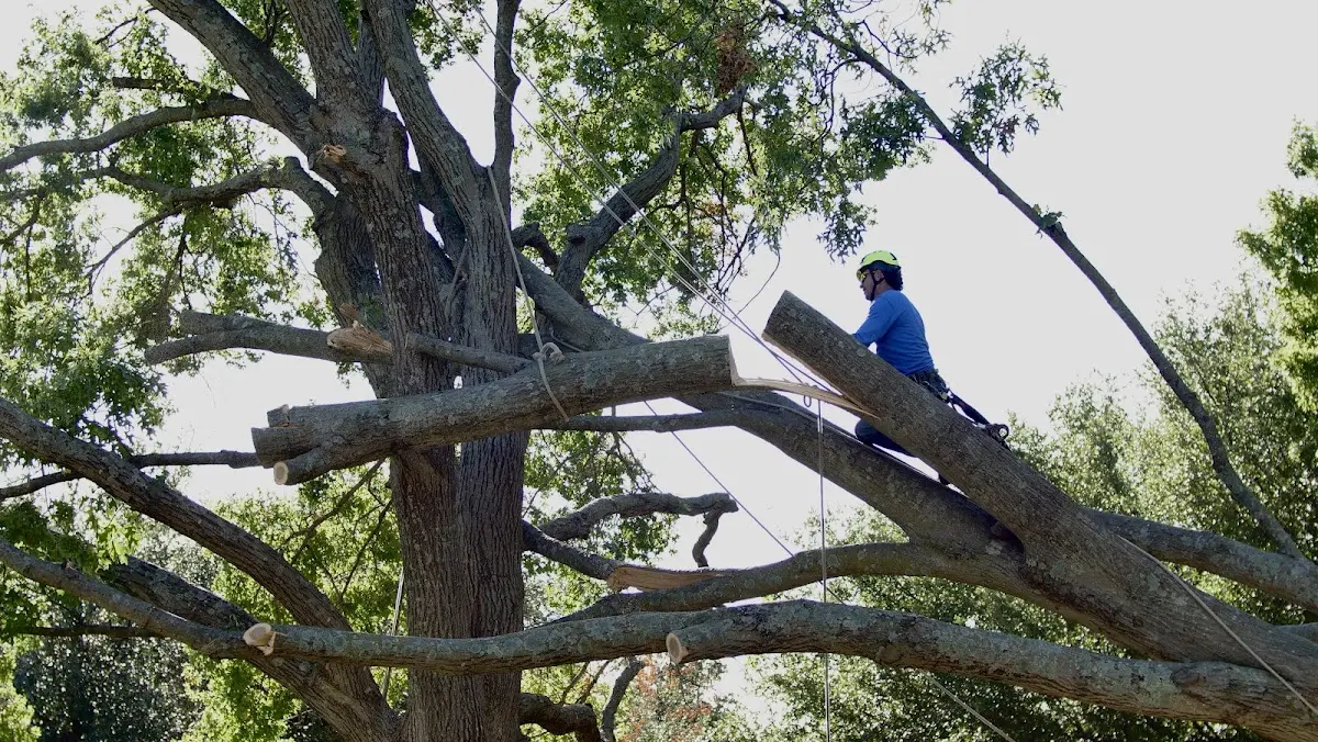 Professional Hazardous Tree Removal performed by certified arborists in Edwardsburg