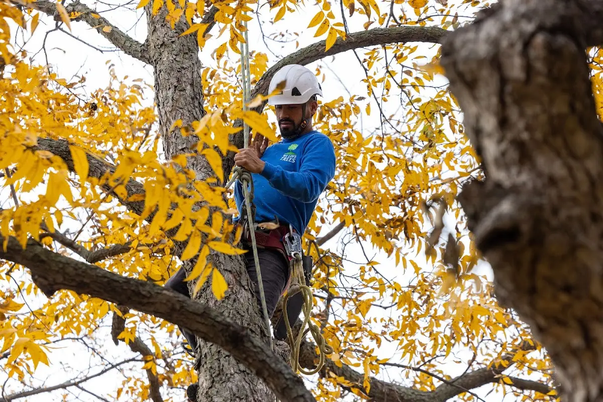 Skilled Tree Planing crew working in Edwardsburg